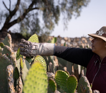 The Rise of Cactus Leather: Redefining Luxury the Serein Way
